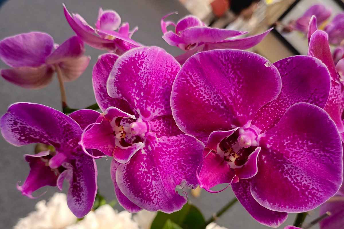 Une image horizontale en gros plan de fleurs de phalaenopsis rose foncé représentées sur un fond flou.