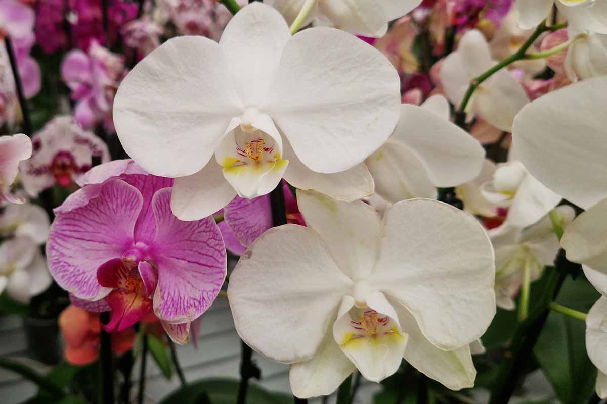 Une image horizontale en gros plan de fleurs de Phalaenopsis de différentes couleurs poussant dans des pots à l'intérieur.