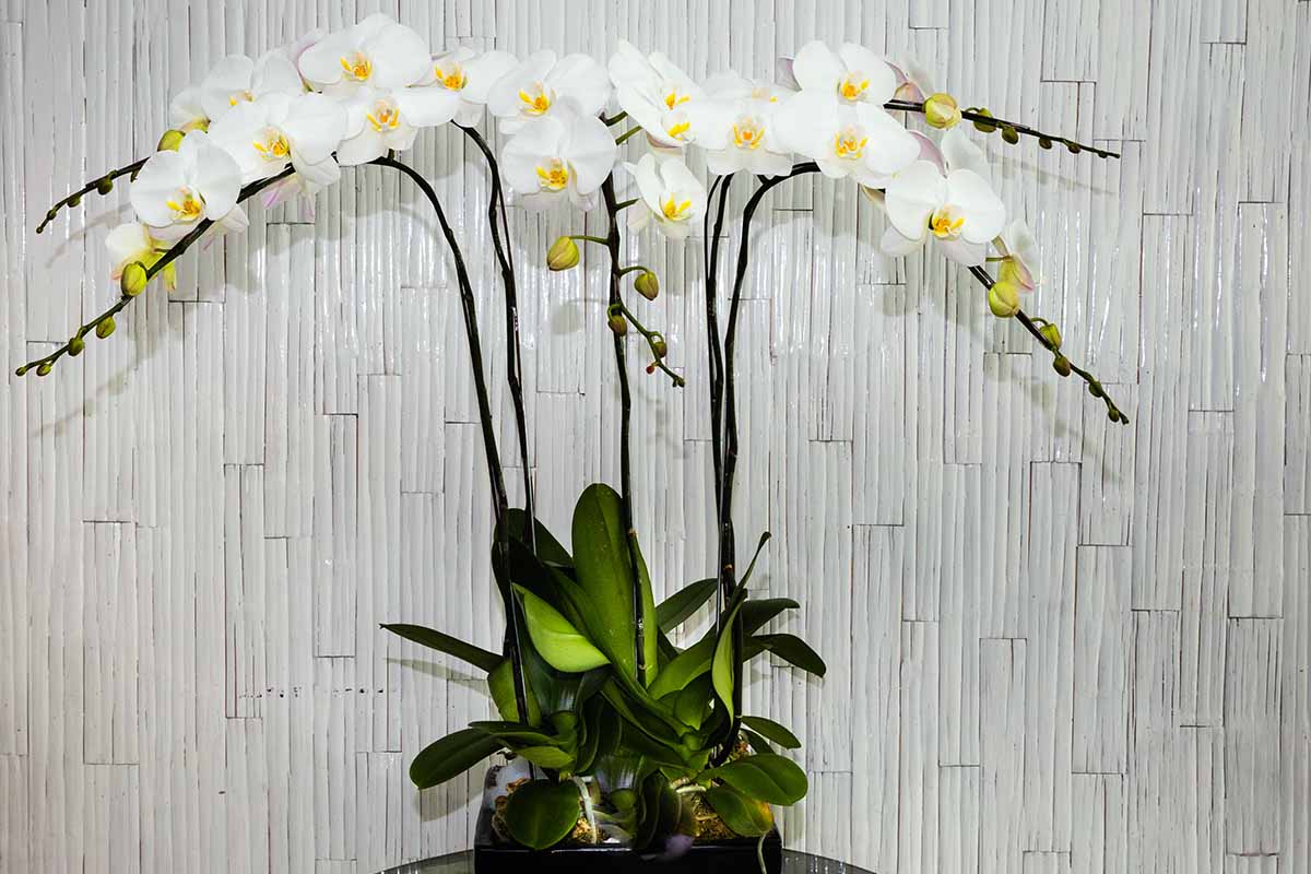 Une image horizontale en gros plan d'une grande orchidée papillon poussant dans un pot à l'intérieur en pleine floraison avec des fleurs blanches.