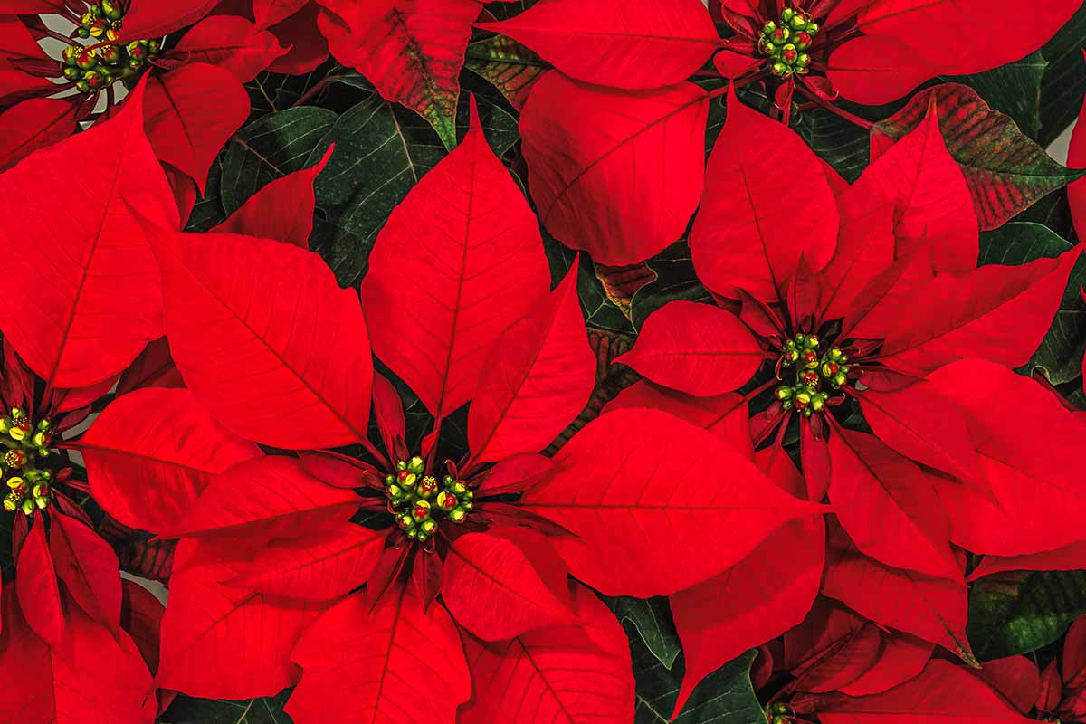 Une image horizontale rapprochée de haut en bas de poinsettias avec des bractées rouge vif et de petites fleurs au centre.
