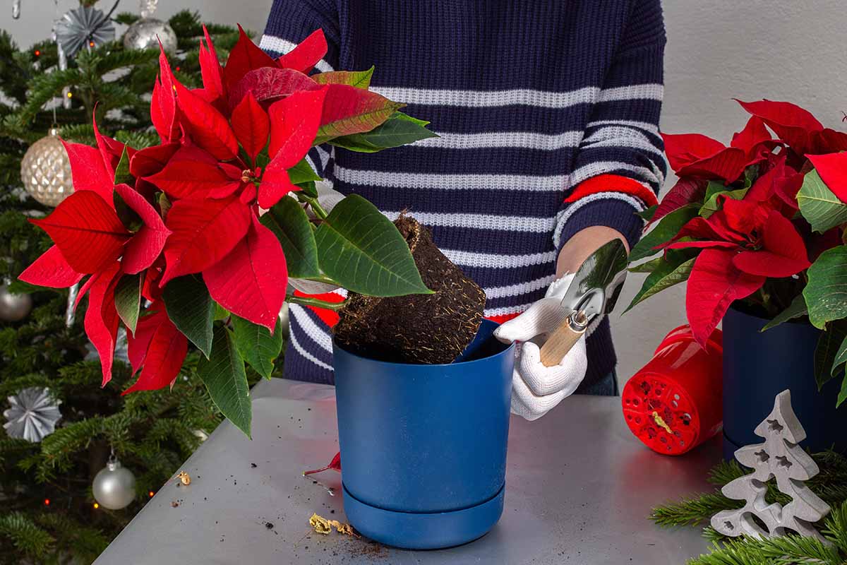 Une image horizontale en gros plan d'un jardinier d'intérieur rempotant un poinsettia dans un pot bleu.