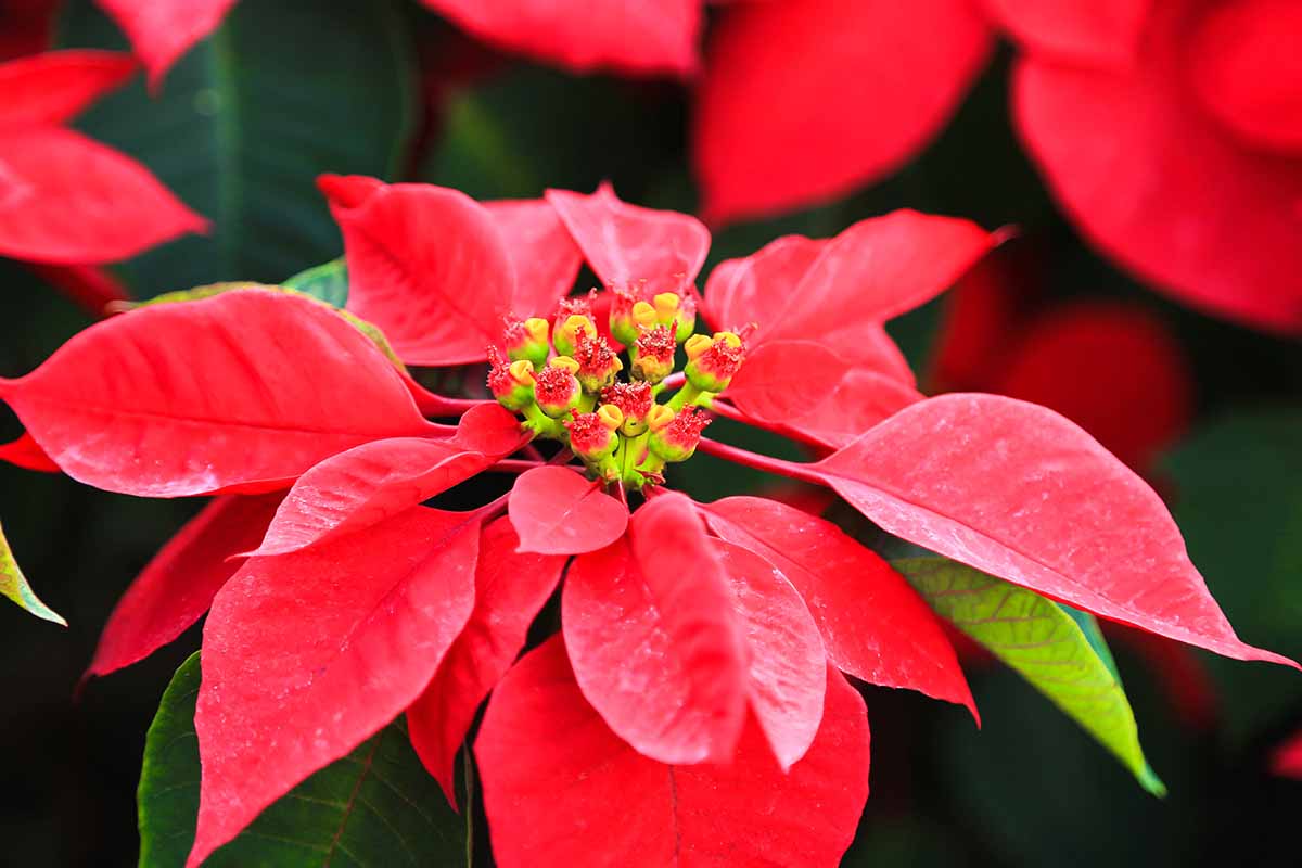 Une image horizontale en gros plan des bractées rouges et des petites fleurs d'une plante de poinsettia représentée sur un fond sombre.