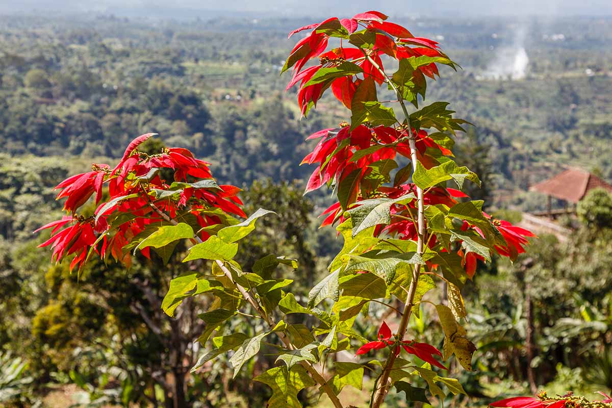 Une image horizontale d’un poinsettia sauvage poussant dans son pays natal.