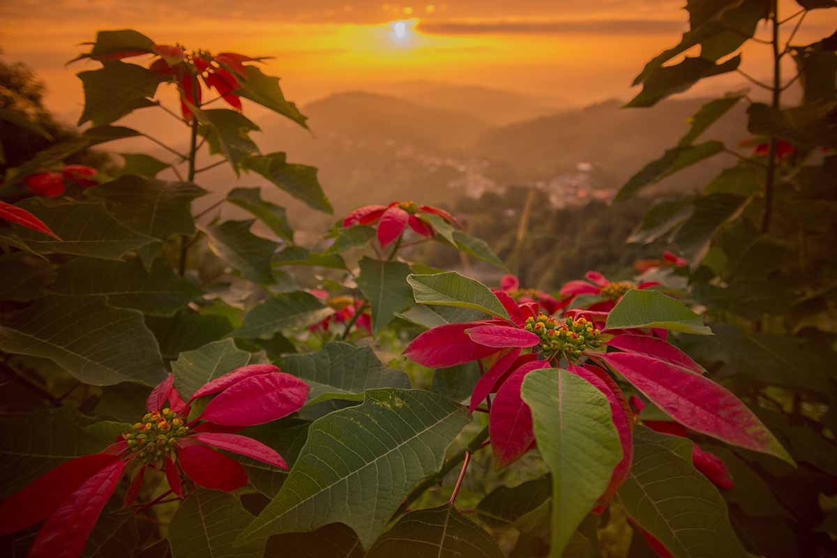 Une image horizontale d’un arbuste poinsettia poussant à l’état sauvage avec le soleil couchant en arrière-plan.