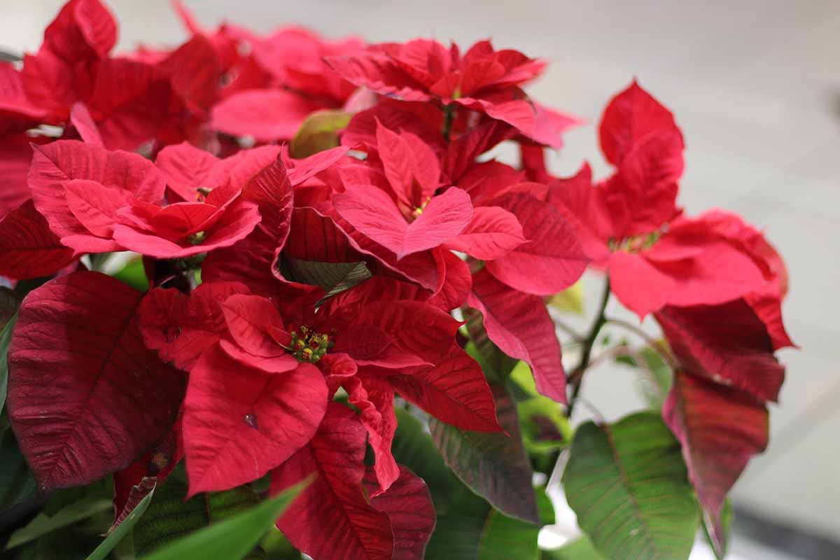 Une image horizontale en gros plan des bractées rouges et des fleurs de poinsettia représentées sur un fond flou.