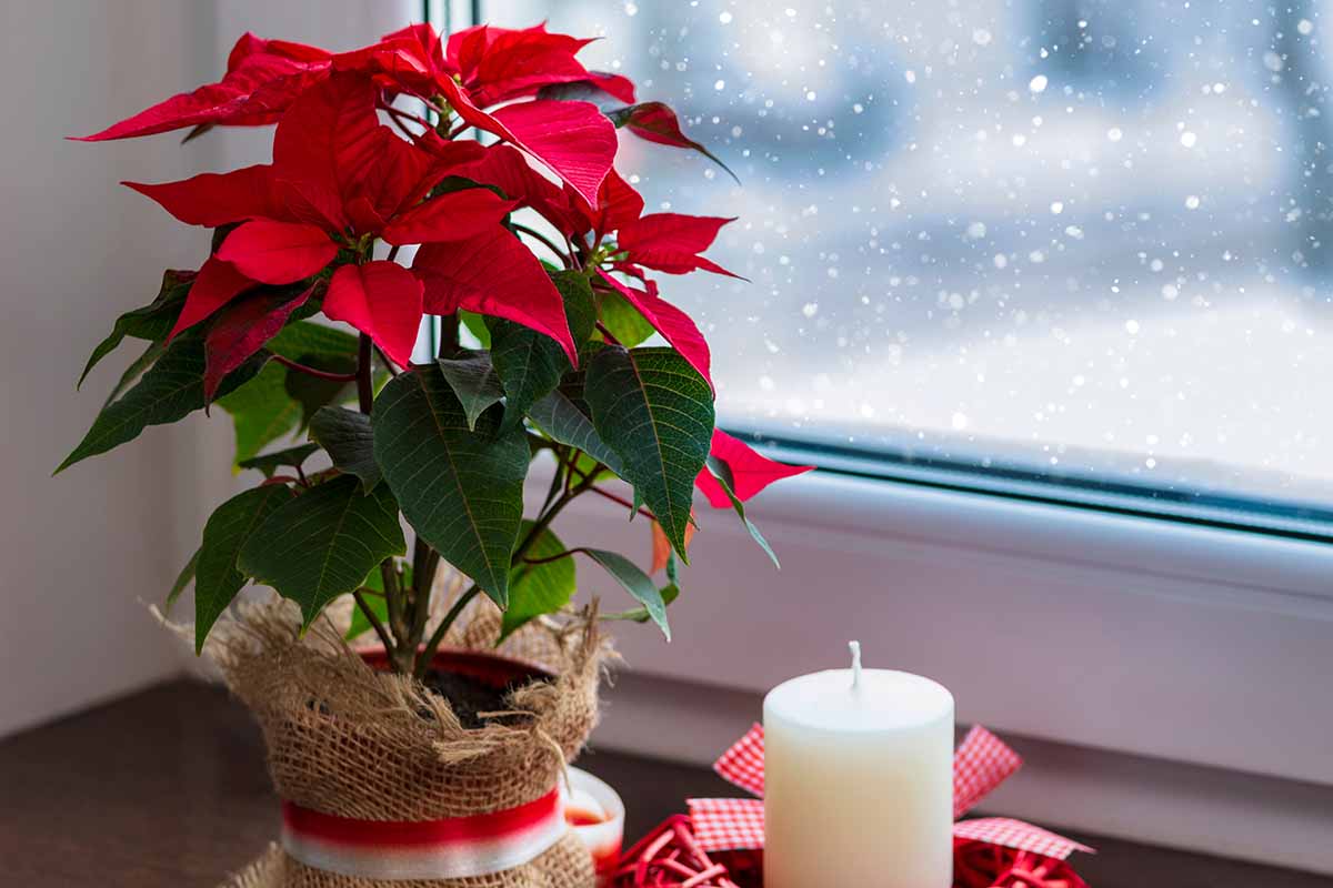 Image horizontale d'un poinsettia dans un pot décoratif posé sur un rebord de fenêtre à côté d'une bougie avec de la neige à l'extérieur de la fenêtre.