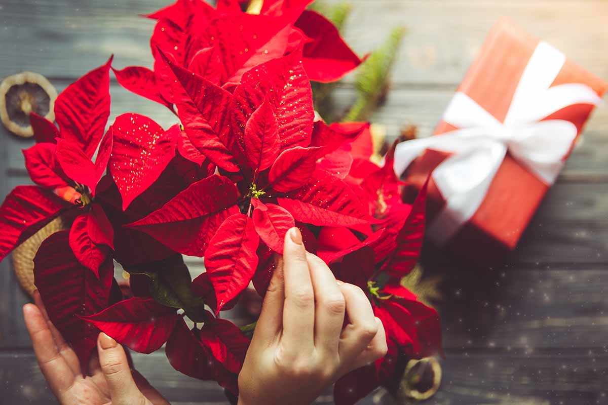 Image horizontale en gros plan d'une main du bas du cadre touchant les bractées d'un poinsettia avec des cadeaux de vacances en arrière-plan.