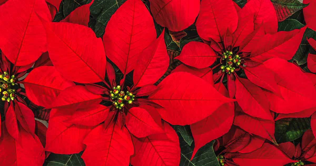Comment encourager les plantes de poinsettia à refleurir