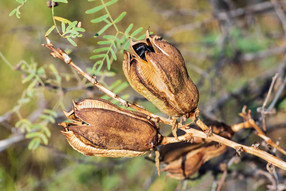 Une photo horizontale en gros plan d'une gousse de graine de yucca usée.
