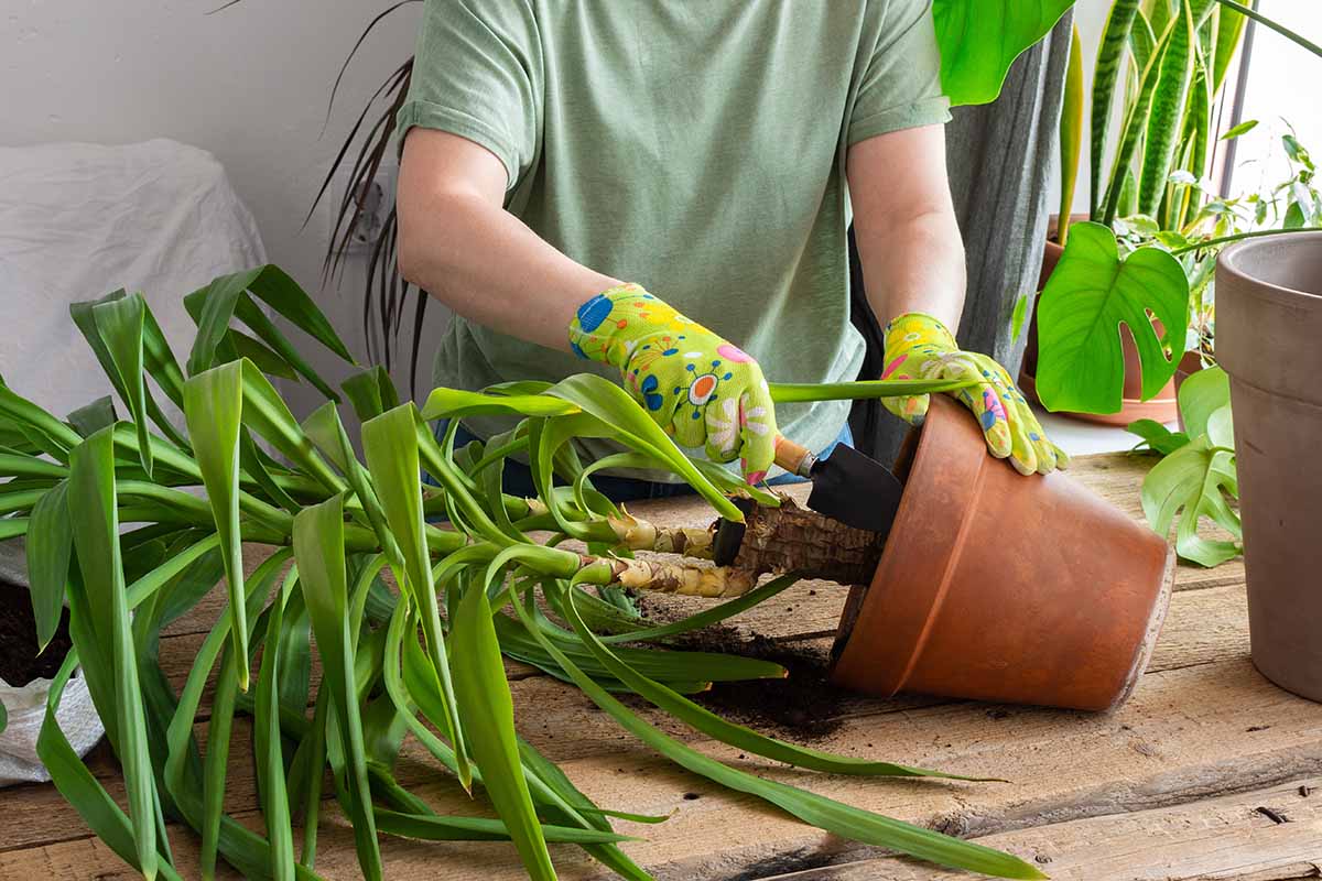 Photo horizontale d'un jardinier retirant une plante d'intérieur d'un pot en terre cuite pour la transplanter.