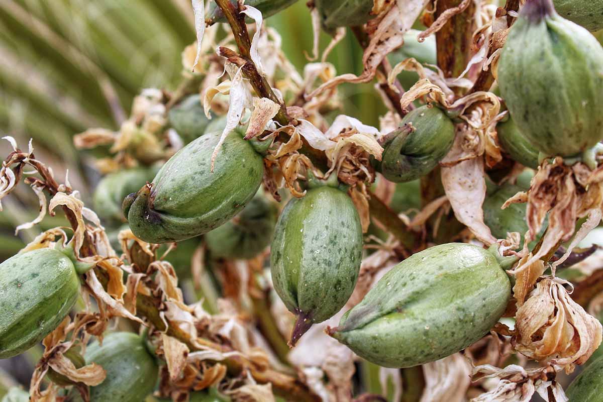 Une photo horizontale de plusieurs fruits et gousses se développant sur une plante.