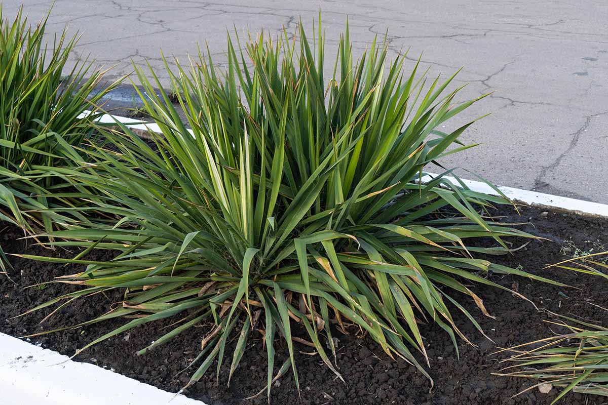 Photo horizontale d’une plante de yucca poussant sur une promenade le long d’une route.