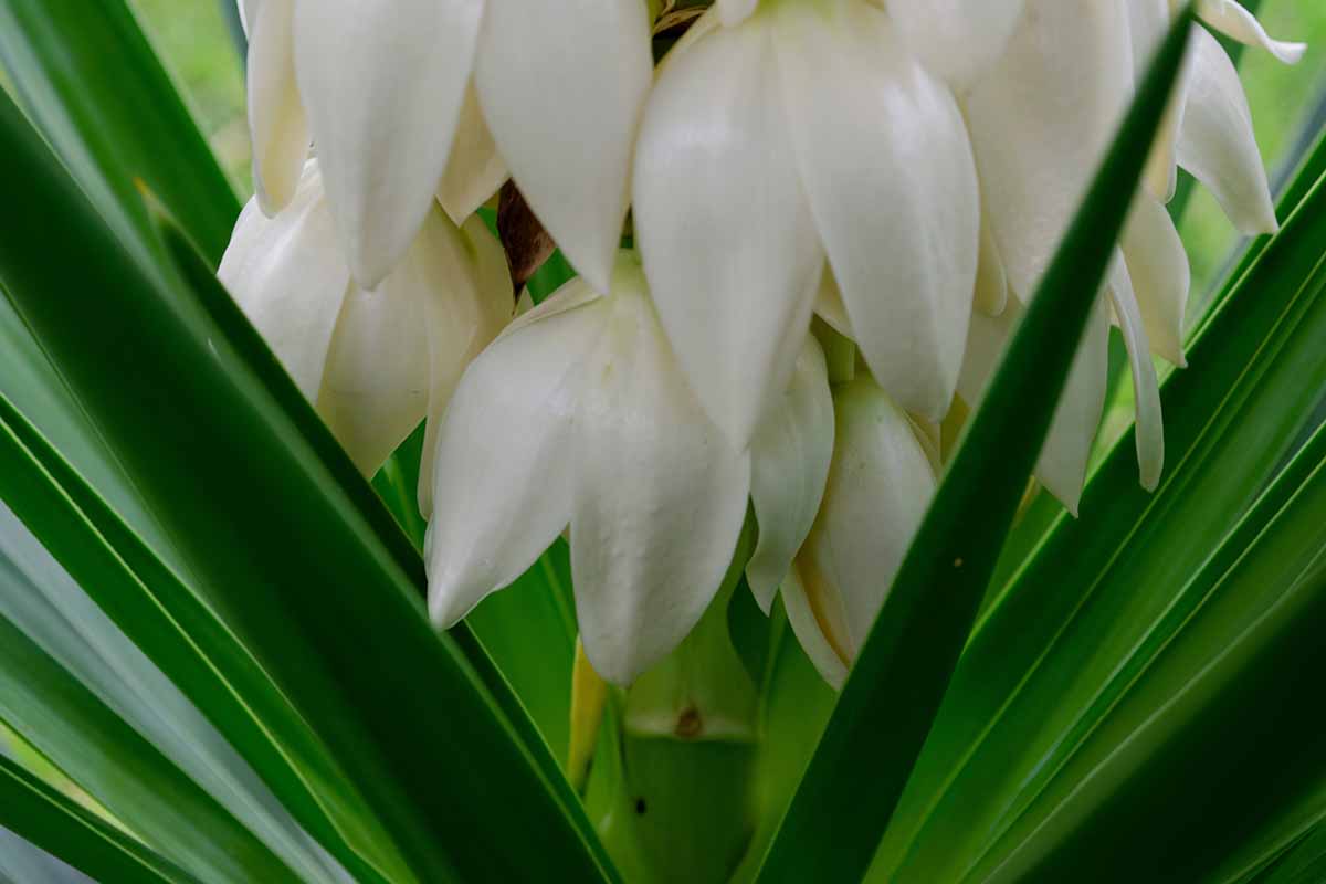 Une photo horizontale en gros plan d'une plante de yucca à fleurs blanches.