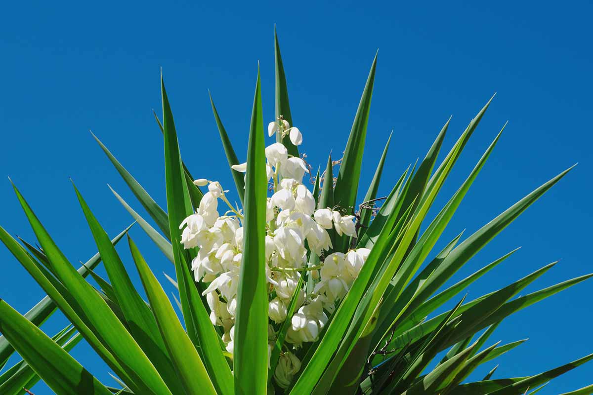 Photo horizontale prise du dessous d'une plante en pleine floraison poussant dans un endroit ensoleillé sur un ciel bleu vif.