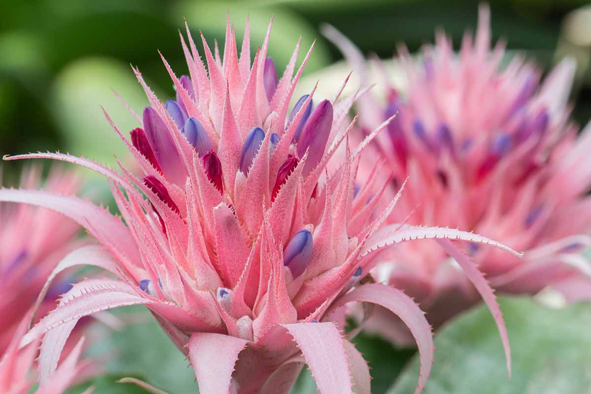 Une image horizontale en gros plan des fleurs roses et bleu clair d'Aechmea fasciata, poussant à l'extérieur, photographiées sur un fond flou.