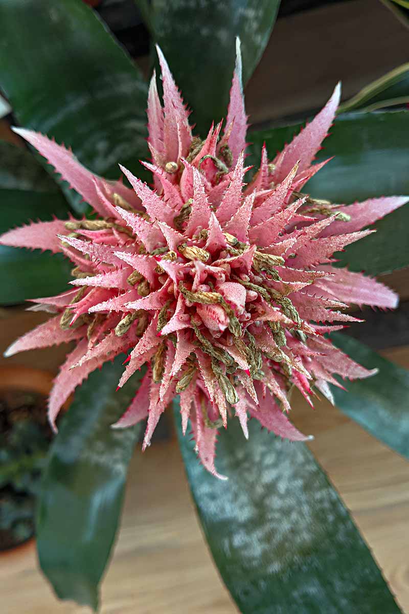 Une image verticale en gros plan d'une fleur colorée sur une plante d'intérieur.