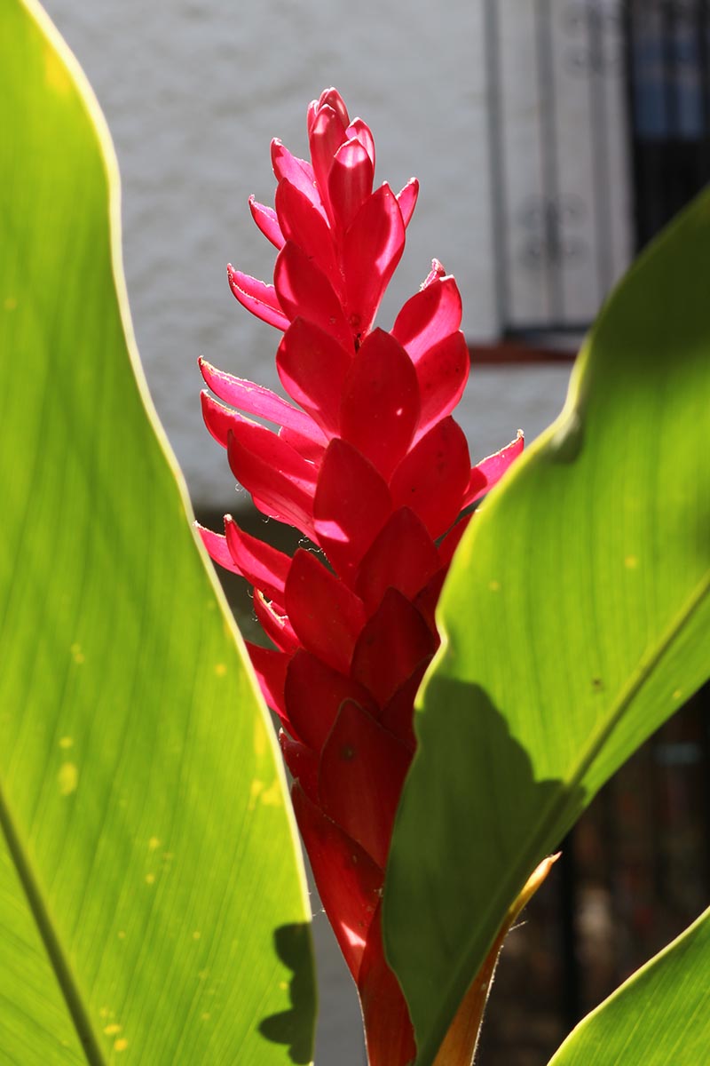 Une image verticale en gros plan d'une épée de feu vriesea en pleine floraison, représentée sous un soleil éclatant.