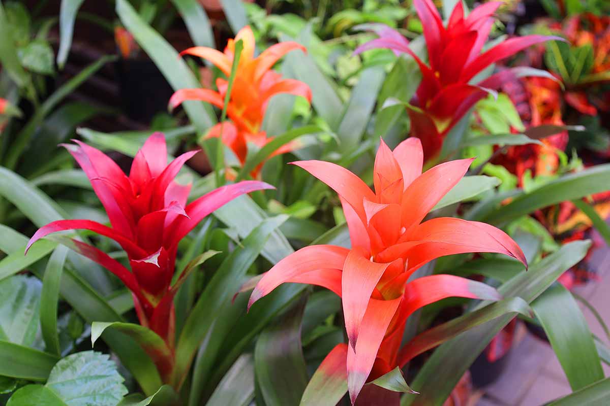 Une image horizontale en gros plan de broméliacées en pot en pleine floraison dans un centre de jardinage.