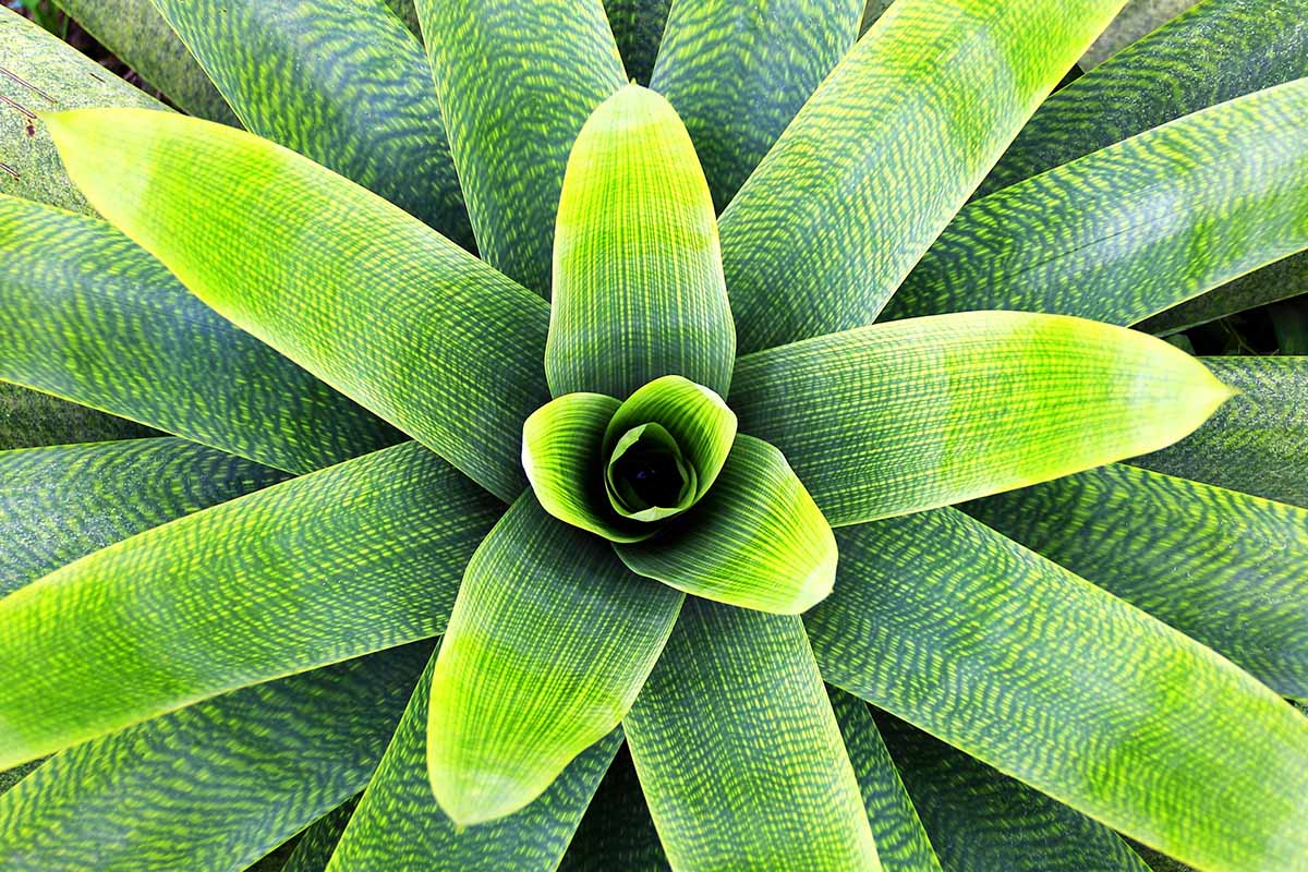 Une image horizontale en gros plan d'une vue de haut en bas d'une broméliacée à rayures vertes regardant vers le bas dans le réservoir.
