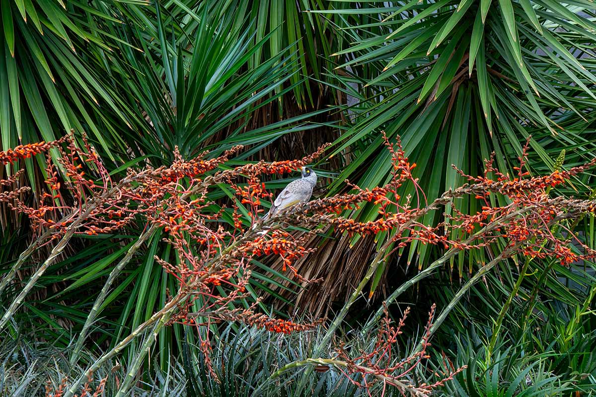 Image horizontale d'un oiseau mynah se nourrissant de Dyckia encholirioides poussant dans le jardin.