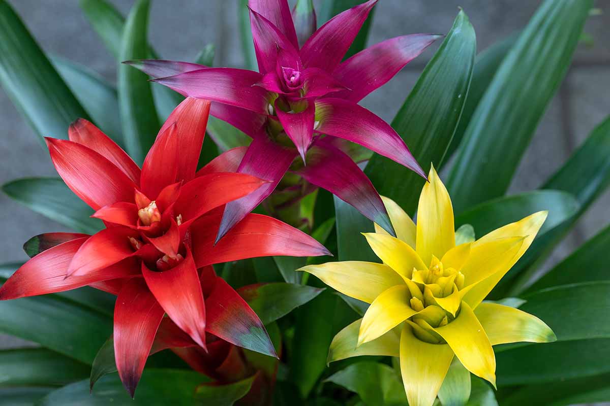 Une image horizontale en gros plan de trois broméliacées du genre Guzmania avec des fleurs de différentes couleurs photographiées poussant à l'intérieur sur un fond flou.