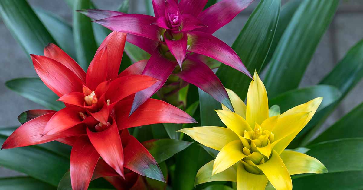 Les broméliacées refleurissent-elles ? Comment encourager la floraison répétée