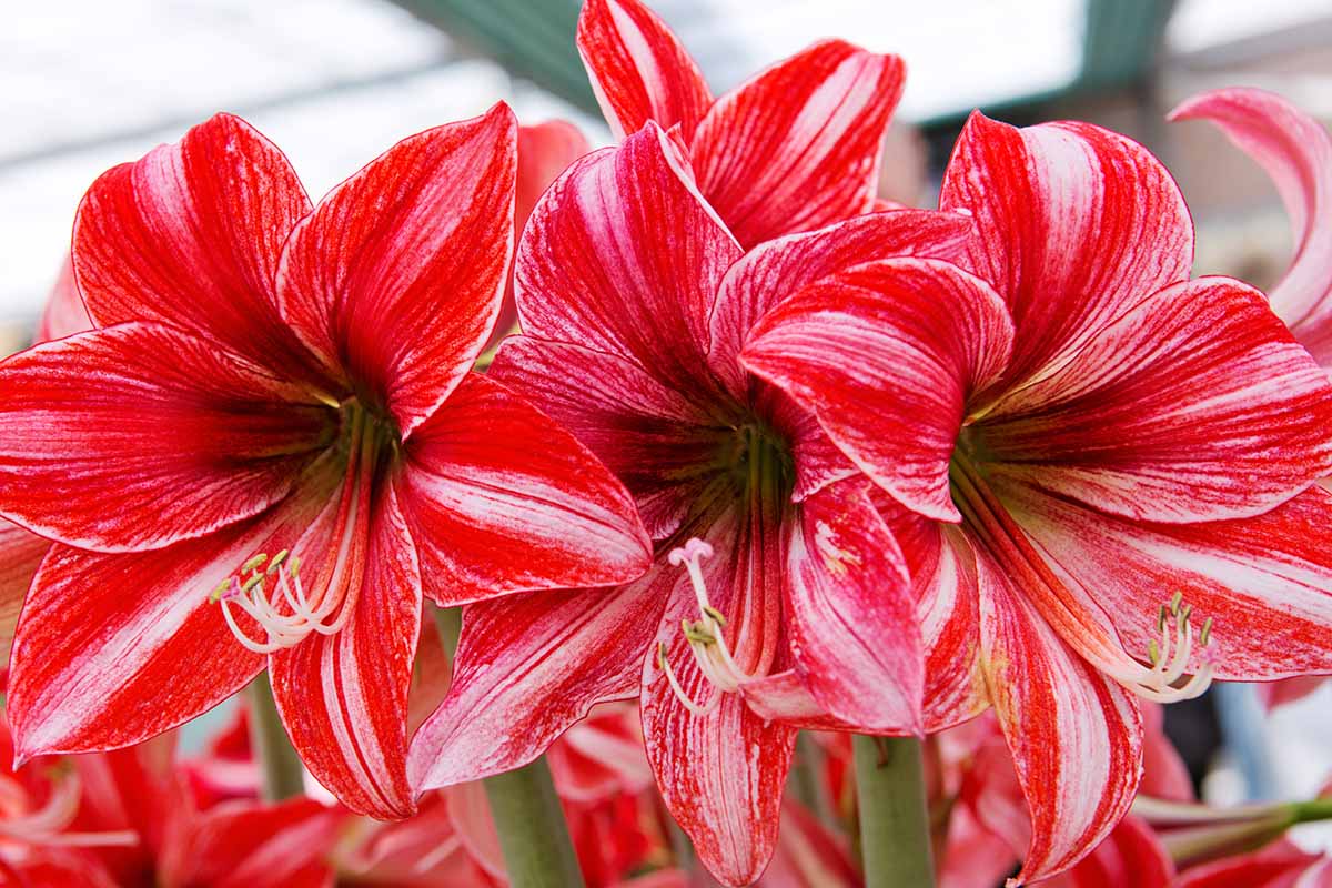 Une image horizontale en gros plan de fleurs d'amaryllis à rayures rouges et blanches, représentées sur un fond flou.