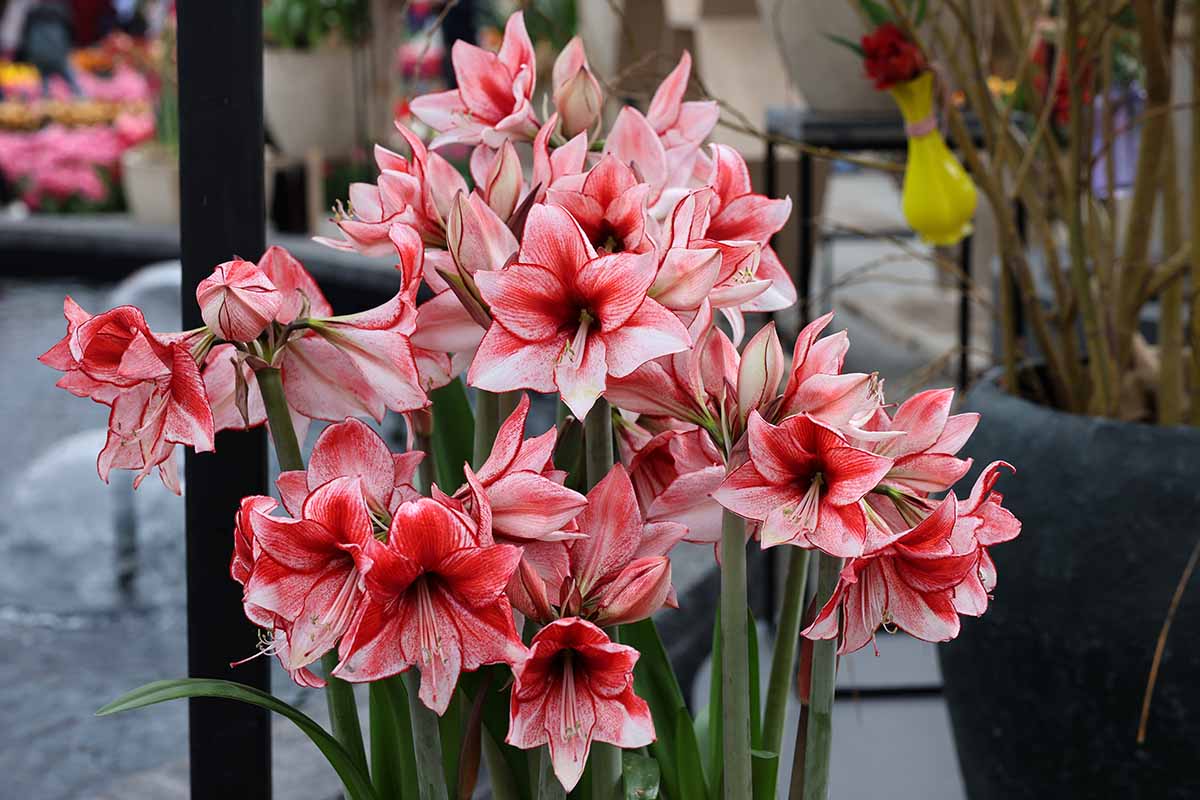Une image horizontale en gros plan de fleurs d'amaryllis rouge vif et blanches poussant dans un pot à l'extérieur.