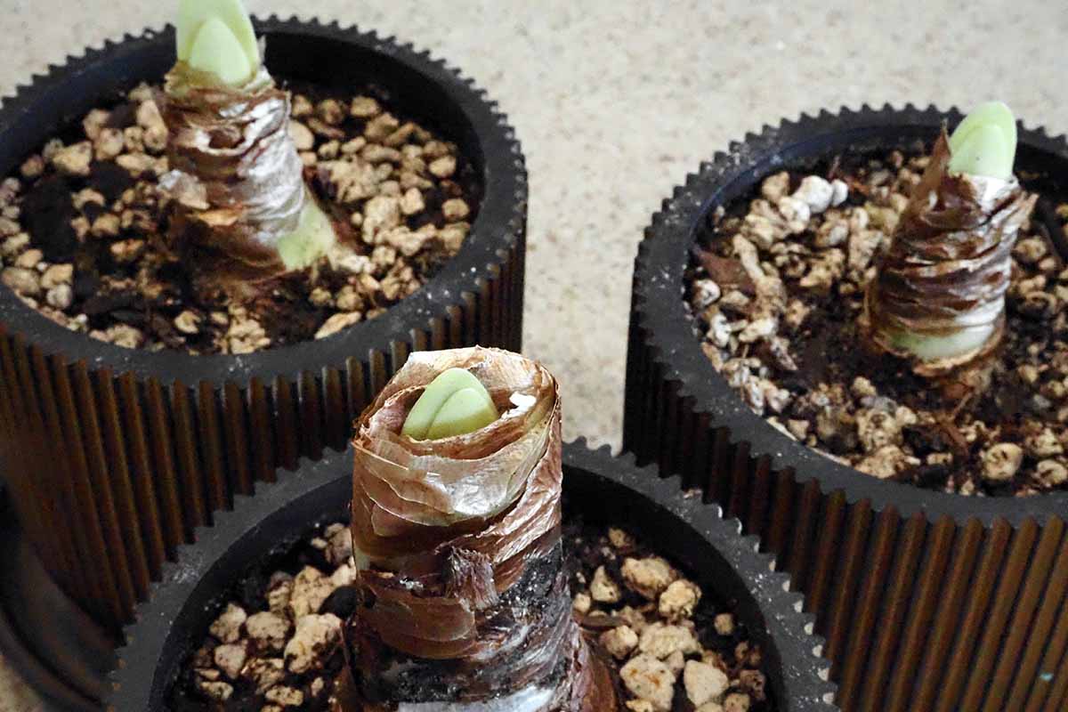 Une image horizontale en gros plan de trois bulbes d'amaryllis en pot qui commencent tout juste à germer.