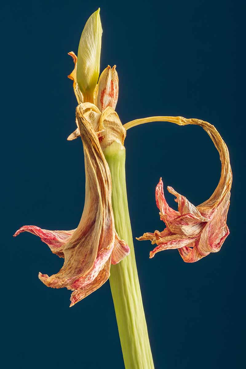 Une image verticale en gros plan d'une fleur d'amaryllis fanée sur un fond sombre.