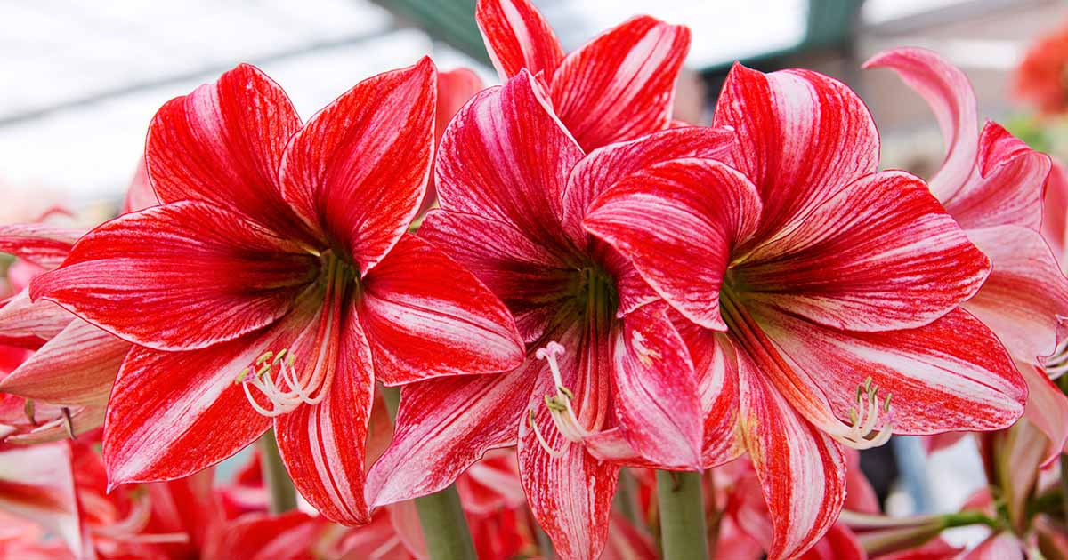Quand et comment fertiliser l’amaryllis
