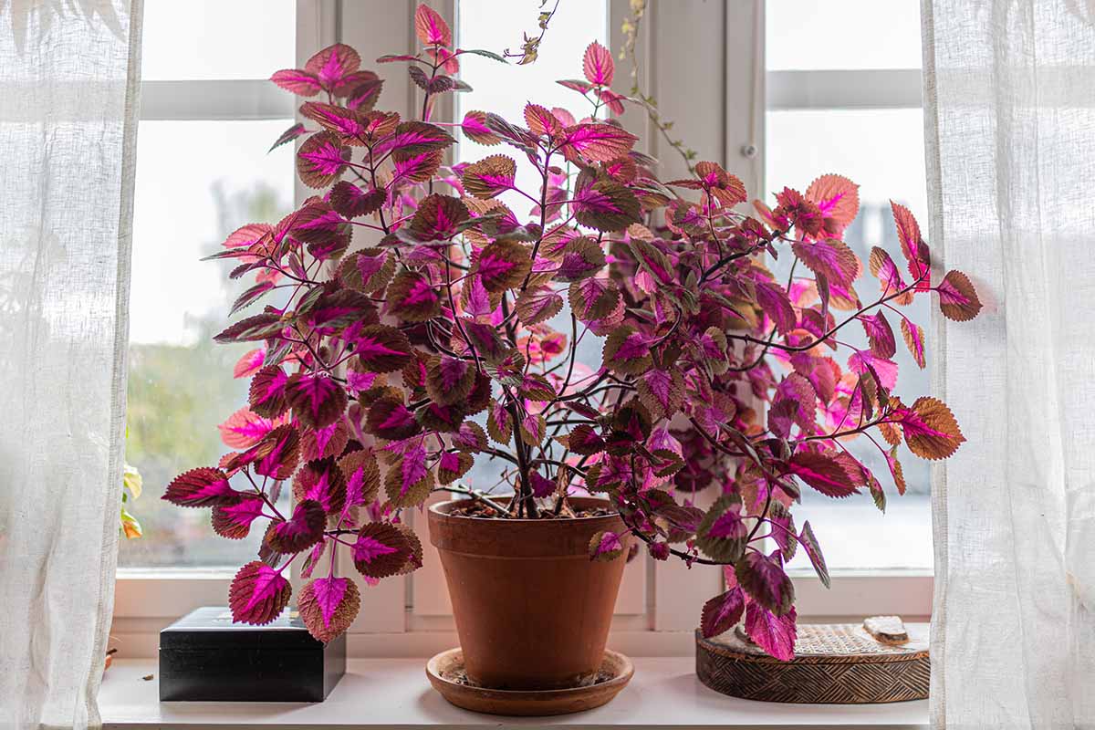 Une photo horizontale d'une grande plante coleus à feuilles violettes poussant dans une plante en terre cuite à l'intérieur devant une fenêtre lumineuse.