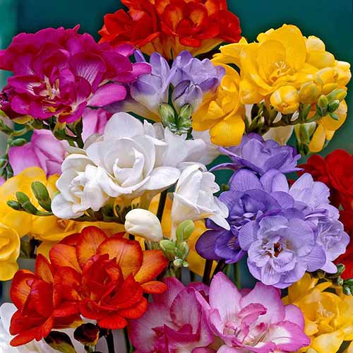 Une image carrée en gros plan des fleurs du freesia Double Mix poussant dans un vase.