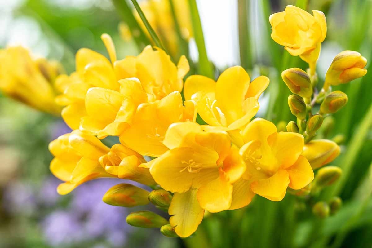 Une image horizontale en gros plan de fleurs de freesia jaunes poussant dans le jardin, représentée sur un fond flou.