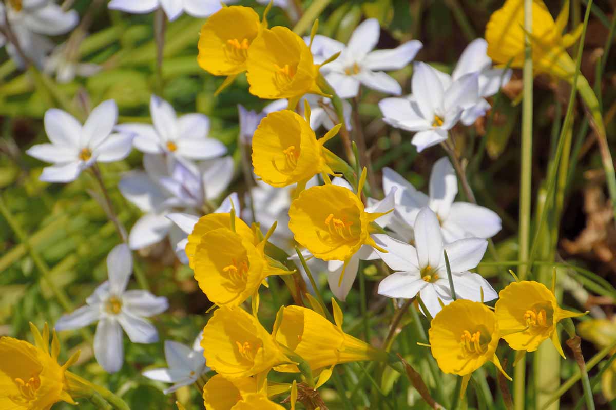 Une image horizontale en gros plan des fleurs jaunes du narcisse jupon poussant dans le jardin avec des étoiles de printemps.