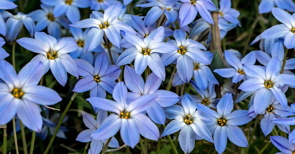Comment cultiver et entretenir les étoiles de printemps