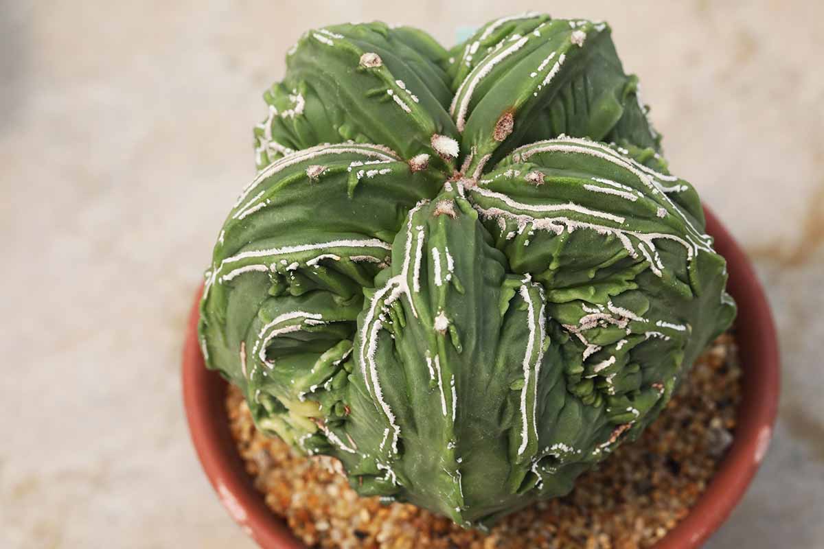Une image horizontale en gros plan d'Astrophytum myriostigma 'Fukuryu' poussant dans un petit pot, représentée sur un fond flou.