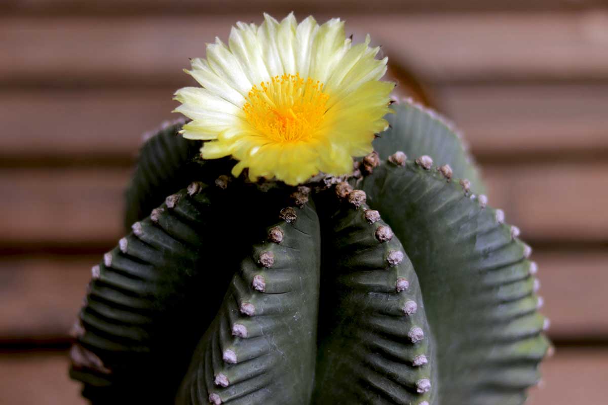 Une image horizontale en gros plan d'un cactus à casquette d'évêque en pleine floraison, représentée sur un fond flou.