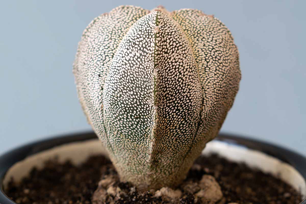 Une image horizontale en gros plan d'Astrophytum myriostigma 'Onzuka' poussant dans un petit pot à l'intérieur.