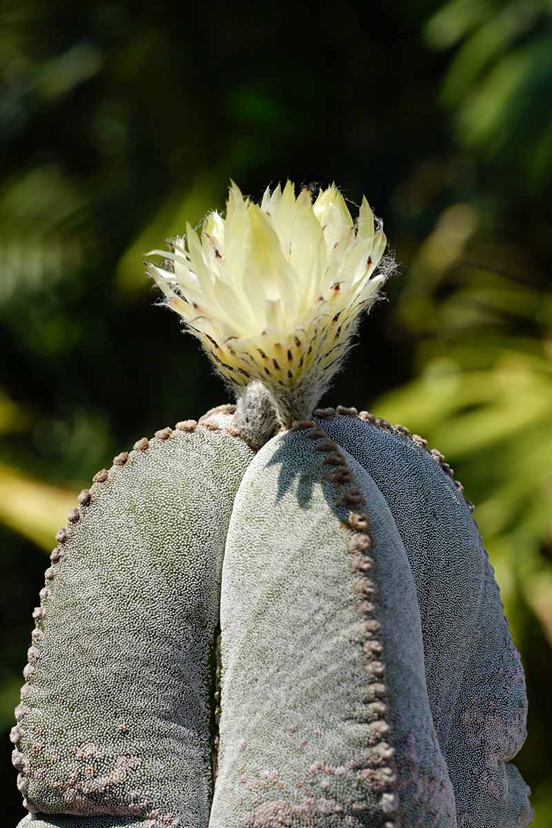 Image verticale en gros plan d'un cactus à capuchon d'évêque Astrophytum myriostigma avec une seule fleur photographiée à l'extérieur sous un soleil léger sur une mise au point douce. arrière-plan.
