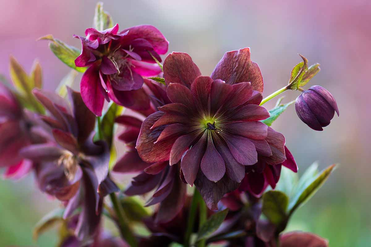 Une photo horizontale en gros plan de fleurs d'hellébore rouge foncé en pleine floraison.