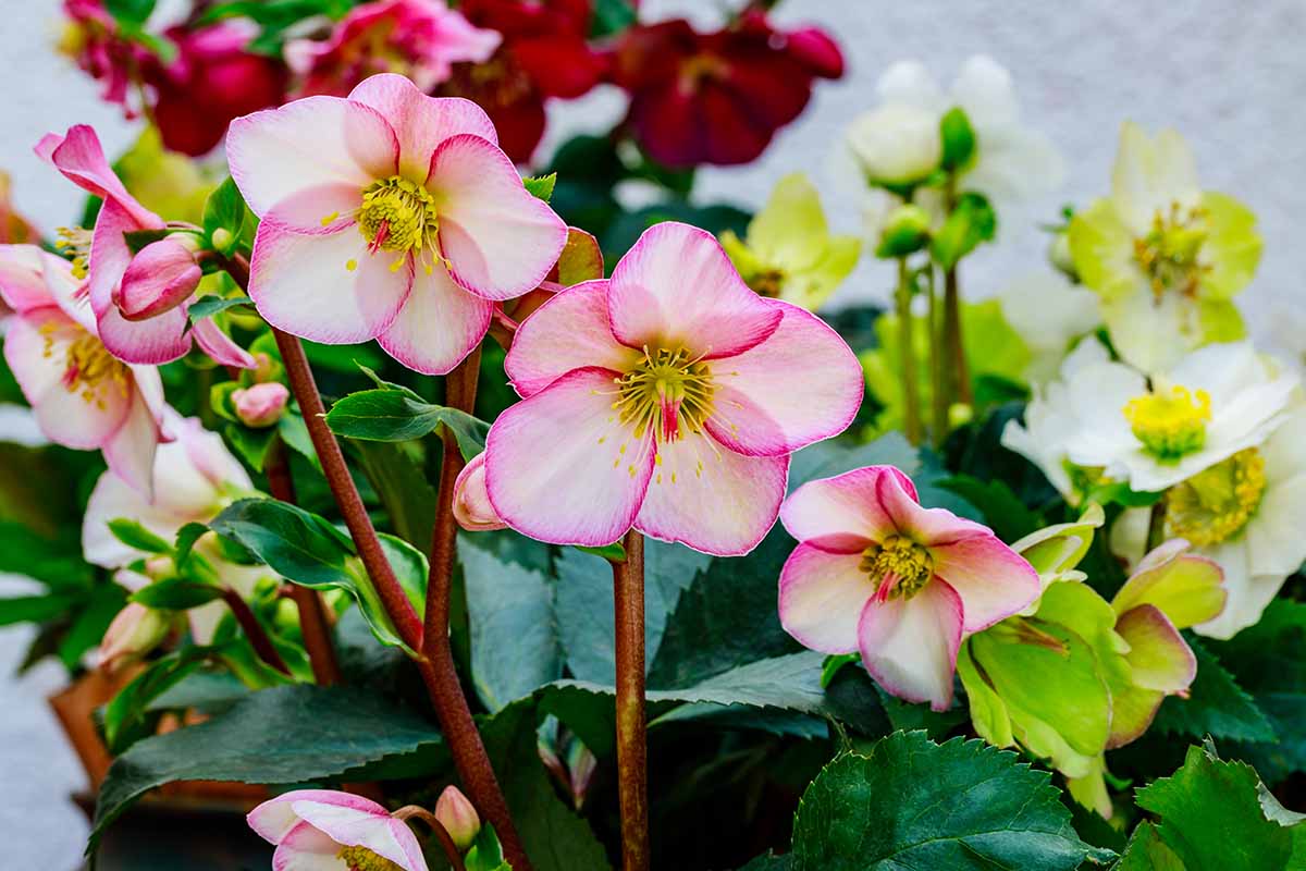 Une photo horizontale de plusieurs fleurs d'hellébore colorées poussant dans des conteneurs.