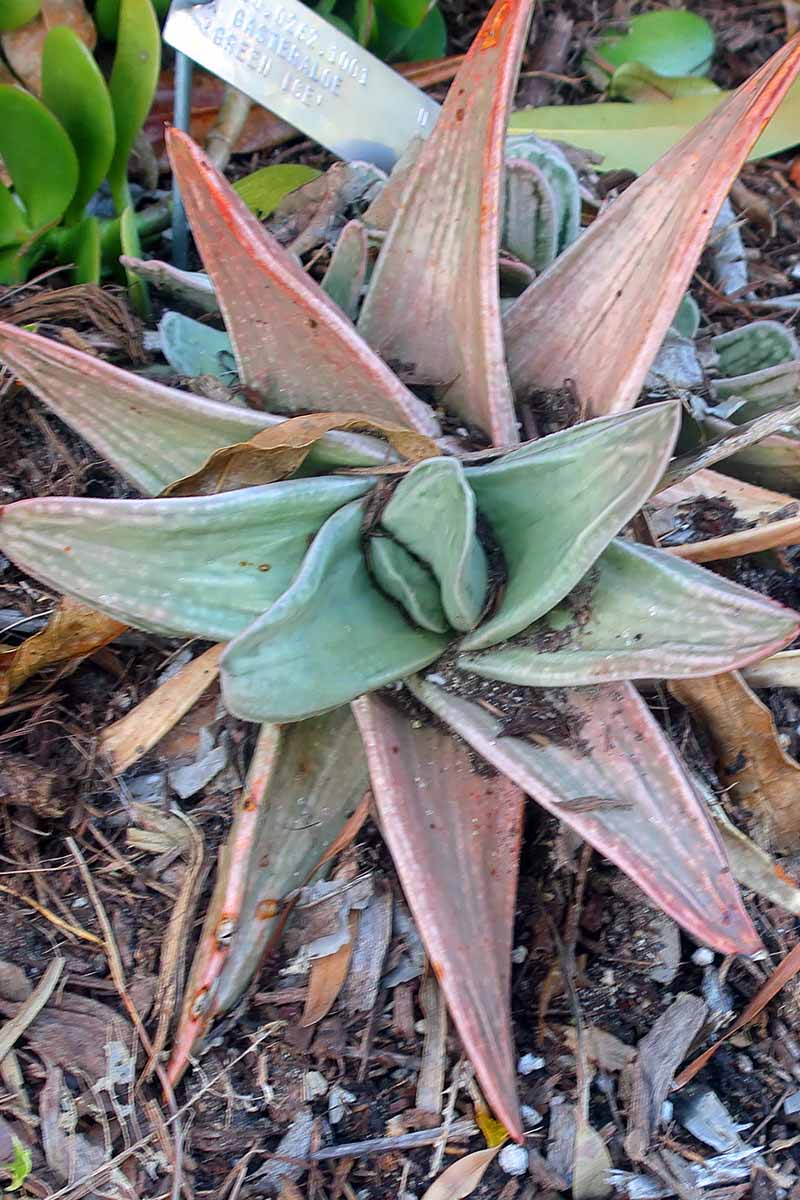 Photo verticale prise du dessus d'une plante Gasteria Green Ice poussant à l'extérieur dans un jardin.