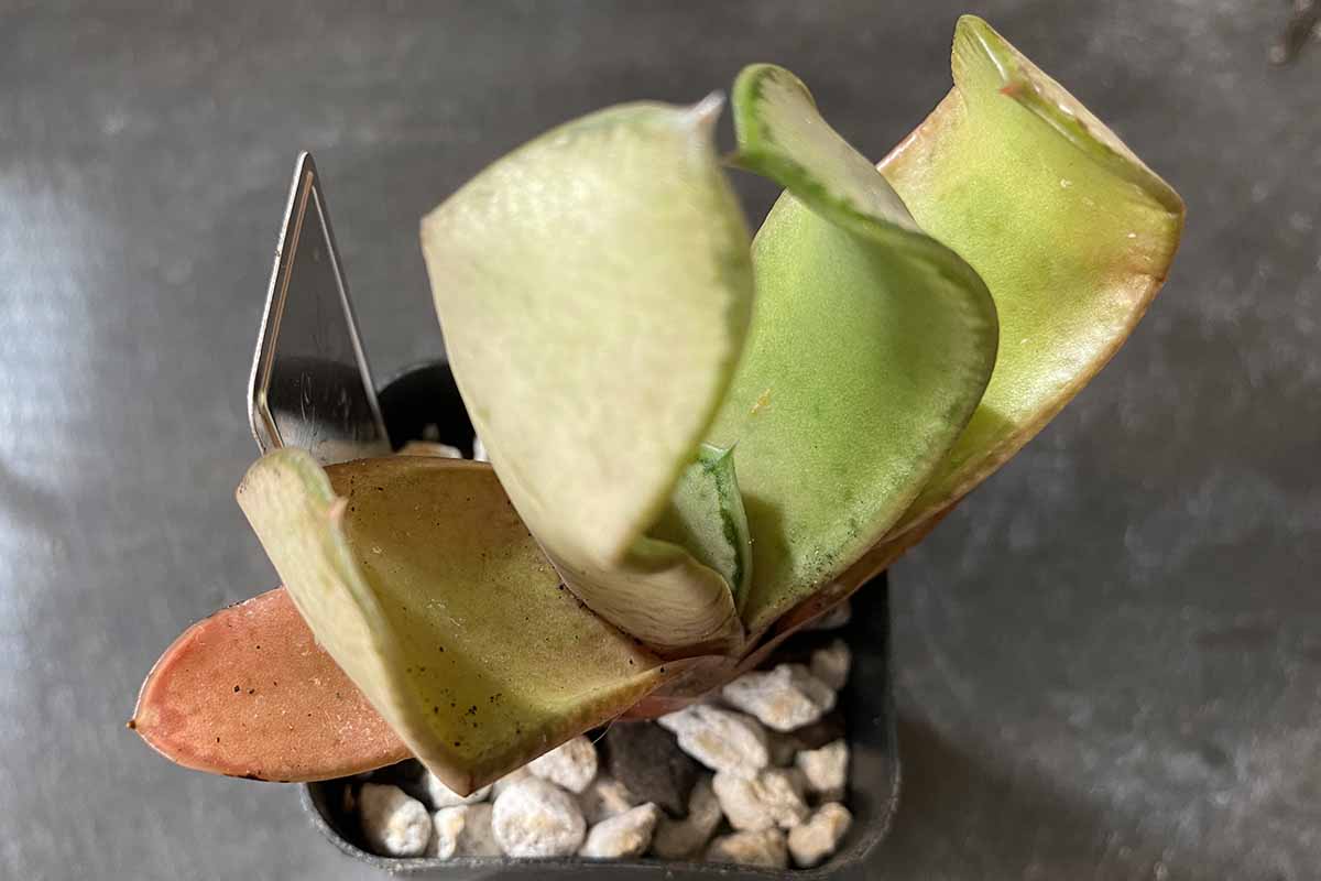 Une photo horizontale d'une plante Gasteria Gracilis dans un pot de pépinière noir.