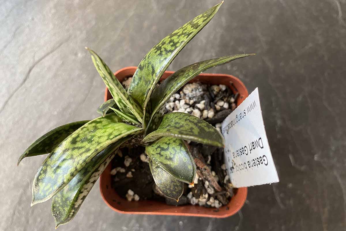 Photo horizontale d'une plante Gasteria Liliputana prise d'en haut dans un pot de pépinière orange.
