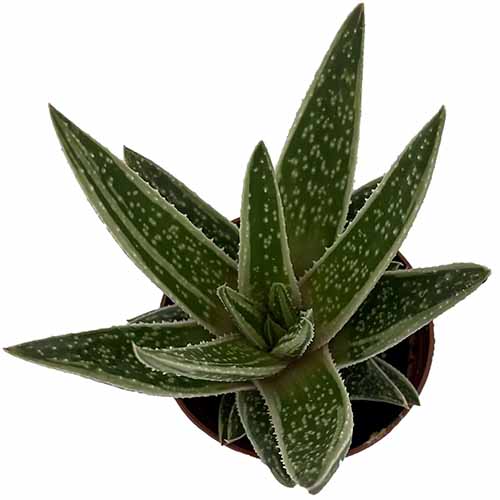 Une photo de produit carrée de la plante Green Ice Gasteraloe sur un fond blanc.