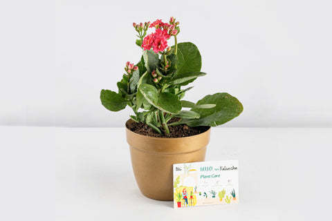 Quand et comment rempoter la plante Kalanchoe