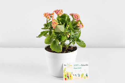 Prendre soin de la plante Kalanchoe en pot