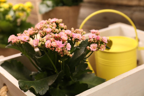 Spécifications de l’usine de Kalanchoe