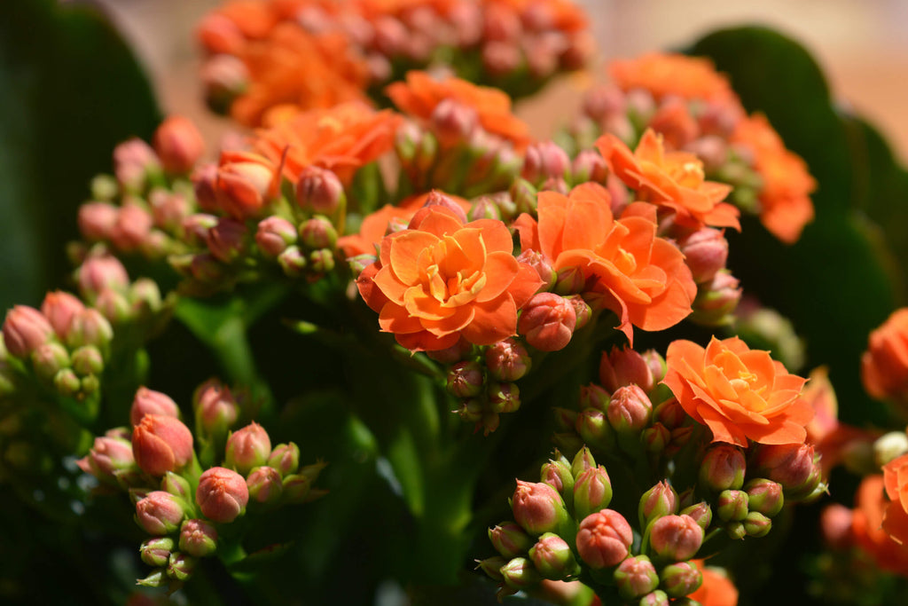 Une plante succulente qui fleurit à l'intérieur